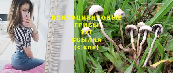 крисы Новокубанск