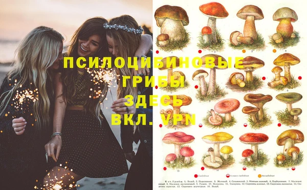 крисы Новокубанск